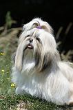 SHIH TZU 219